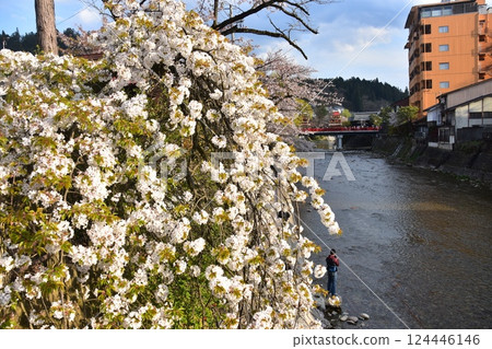 Takayama City, Gifu Prefecture, Japan, Spring Takayama Festival, Cherry blossoms in full bloom and food stalls crossing Nakabashi Bridge, beautiful fresh greenery and Miyagawa River, a man taking photos on the riverbank 124446146