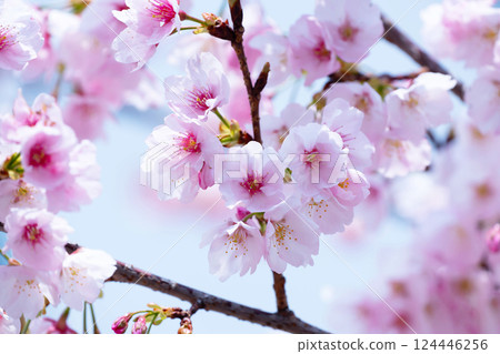 新開的櫻花 124446256