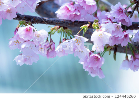 新開的櫻花 124446260