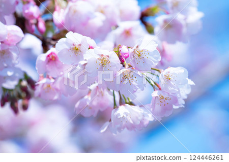 新開的櫻花 新開的櫻花 124446261