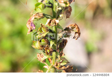 Pests parasites insects black aphids on a withered color trunk. Pest and pest control in the country, macro Pests parasites insects black aphids on a withered color trunk. Pest and pest control in the country, macro 124446804