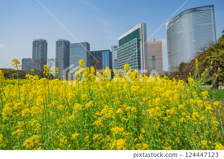 [Tokyo] A soothing space in the big city: Rape blossoms blooming in Hama-rikyu Gardens 124447123