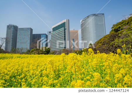 【東京】大都會中的慰藉空間:濱離宮恩賜庭園的油菜花盛開 【東京】大都會中的慰藉空間:濱離宮恩賜庭園的油菜花盛開 124447124