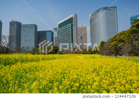 [Tokyo] A soothing space in the big city: Rape blossoms blooming in Hama-rikyu Gardens 124447126