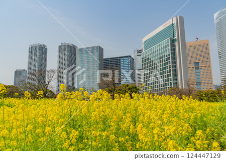[Tokyo] A soothing space in the big city: Rape blossoms blooming in Hama-rikyu Gardens 124447129