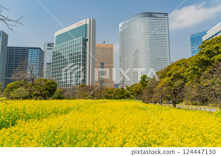 [Tokyo] A soothing space in the big city: Rape blossoms blooming in Hama-rikyu Gardens 124447130