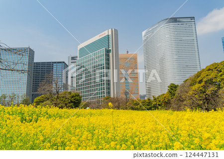[Tokyo] A soothing space in the big city: Rape blossoms blooming in Hama-rikyu Gardens 124447131