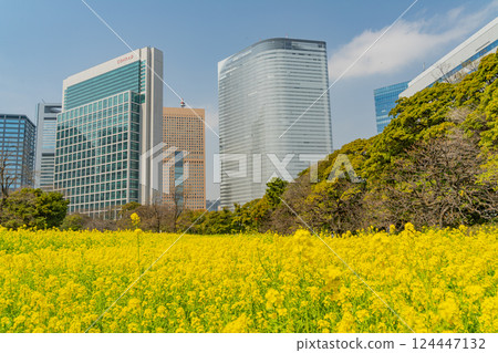 [Tokyo] A soothing space in the big city: Rape blossoms blooming in Hama-rikyu Gardens 124447132