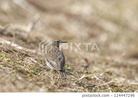 Tahi Bali Tahi Bali 124447296