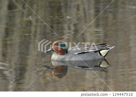 Cogamo Cogamo 124447518