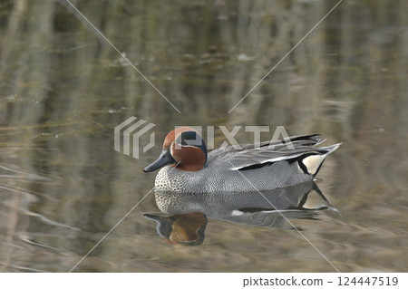 Cogamo 124447519