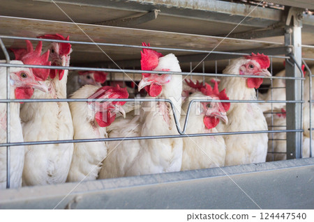 Breeding chickens on a poultry farm for chicken meat, close-up 124447540