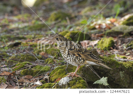 Tratumegi Tratumegi 124447621