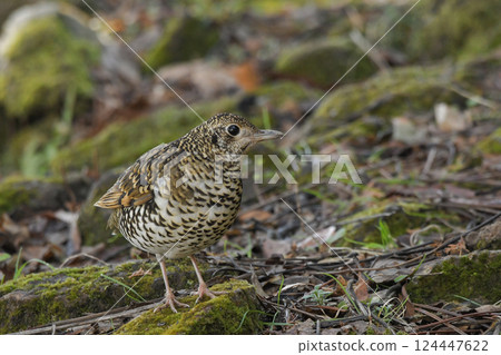Tratumegi Tratumegi 124447622