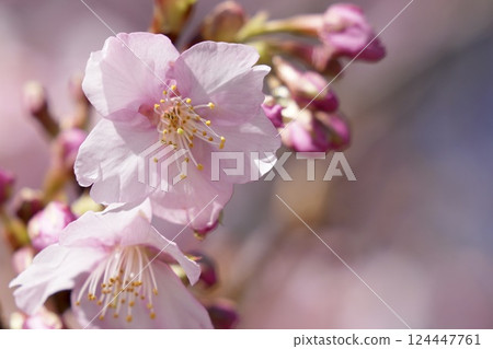 櫻花盛開預示著春天的到來。 櫻花盛開預示著春天的到來。 124447761