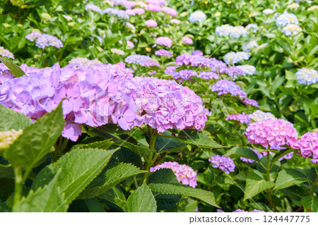 在雨季盛開的繡球 在雨季盛開的繡球 124447775