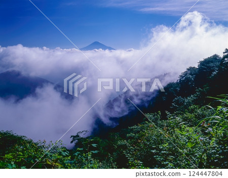 Mount Fuji and the sea of clouds in Yoshiwara, Shizuoka City, Shizuoka Prefecture Mount Fuji and the sea of clouds in Yoshiwara, Shizuoka City, Shizuoka Prefecture 124447804