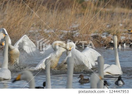 Swan 124447953