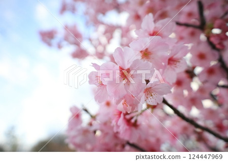 Sakura in full bloom that shines in the blue sky of spring 124447969
