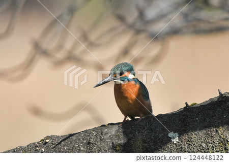 Kingfisher Kingfisher 124448122