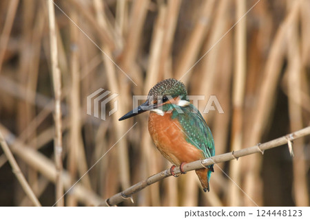 Kingfisher Kingfisher 124448123