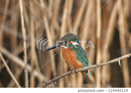 Kingfisher Kingfisher 124448124