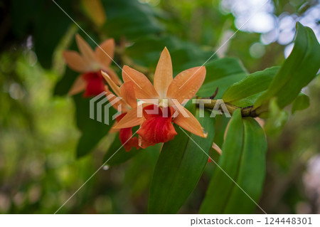 walk in Perdana Botanical Garden, Kuala Lumpur , Malaysia walk in Perdana Botanical Garden, Kuala Lumpur , Malaysia 124448301