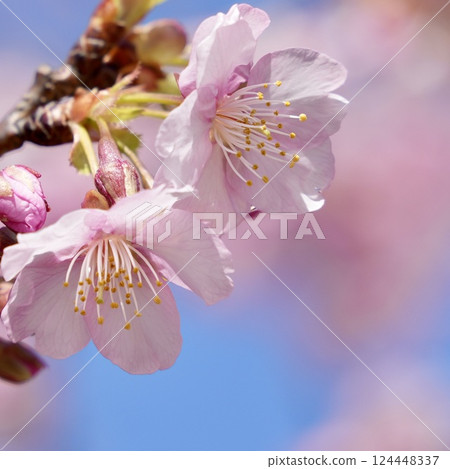 粉紅色的河津櫻花映襯著藍天 粉紅色的河津櫻花映襯著藍天 124448337