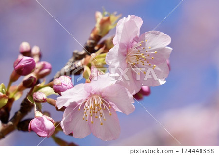 美麗的櫻花在藍天的襯托下 — 特寫 124448338