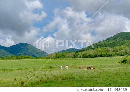 Scenery of the Hiruzen Plateau (Maniwa City) 124448489