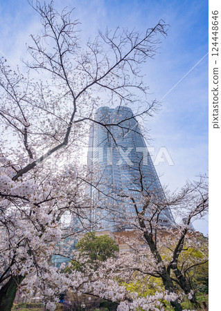 [東京] 六本木新城毛利花園的櫻花 124448646