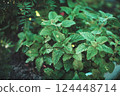 Green leaves of young Melissa. Lemon balm. Herb garden. 124448714