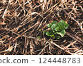 Young potato sprouts growing in a mulch bedding of straw. No dig gardening. Top view. 124448783