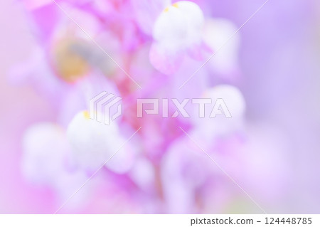 柔和的淺粉紅色柳穿魚花柔焦影像 124448785