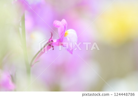 A close-up of the petals of a pale pink Linaria snapdragon A close-up of the petals of a pale pink Linaria snapdragon 124448786