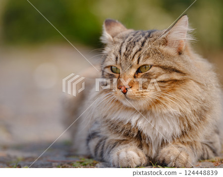 Street cats of Turkey country Street cats of Turkey country 124448839