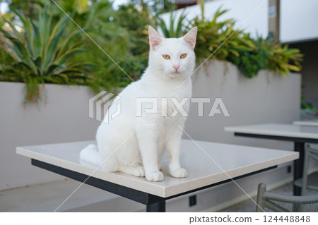 Street cats of Turkey country 124448848