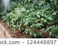 Tomato plant seedlings growing in soil in greenhouse. Gardening concept and growing food. 124448897