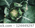 Cauliflower growing in the garden, ready for harvest. Organic farming. 124449297