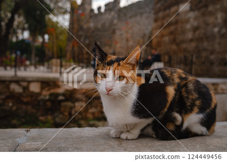 Street cats of Turkey country Street cats of Turkey country 124449456