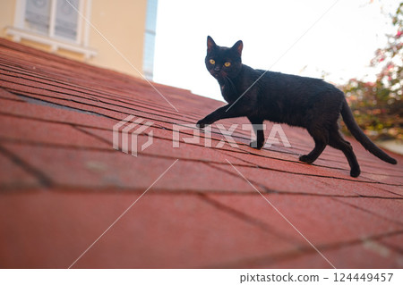 Street cats of Turkey country 124449457