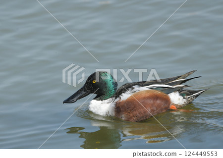 琵嘴鴨 124449553