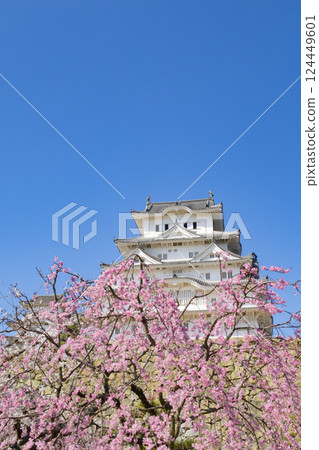 姬路城櫻花 兵庫縣 124449601