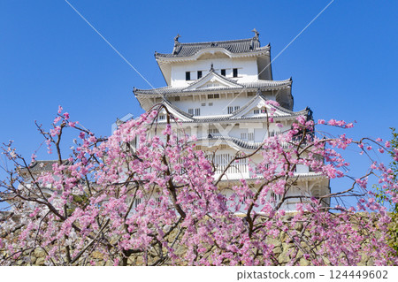 Himeji Castle Cherry Blossoms Hyogo Prefecture Himeji Castle Cherry Blossoms Hyogo Prefecture 124449602