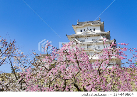 Himeji Castle Cherry Blossoms Hyogo Prefecture 124449604