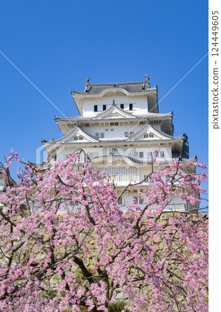 姬路城櫻花 兵庫縣 124449605