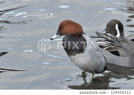 Hoshihaziro Hoshihaziro 124450312