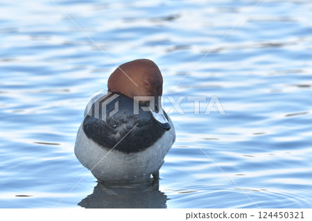 紅頭潛鴨 紅頭潛鴨 124450321