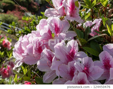 東村的華麗杜鵑花 東村的華麗杜鵑花 124450476