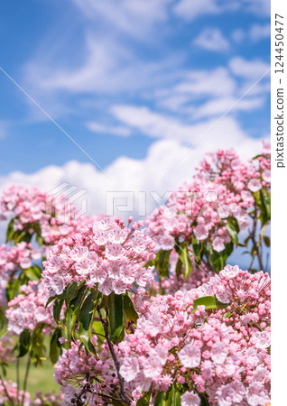 Kalmire藍天和花 Kalmire藍天和花 124450477